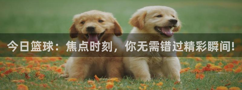 乐球直播leqiutv：今日篮球：焦点时刻，你无需错过精彩瞬间!